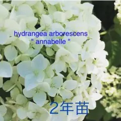 ◎ 2年苗 ⑯ ポット苗 アナベル アジサイ 西洋アジサイ アメリカノリノキ