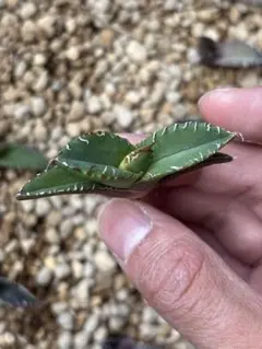 スーマク様 リクエスト 2点 まとめ商品