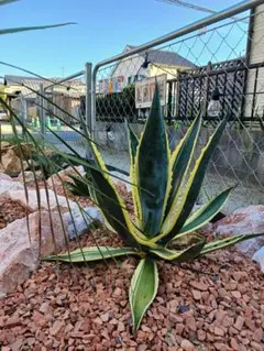 2026年最新】アメリカーナ錦の人気アイテム - メルカリ