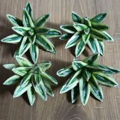 abu様 専用 アガベ 笹の雪 輝山 特大株 太短葉 極上 鉢ごとメルカリ便発送 abu様 専用 アガベ 笹の雪 輝山 特大株 太短葉 極上 鉢ごと