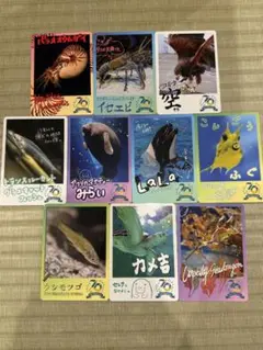 鳥羽水族館コレクションカード