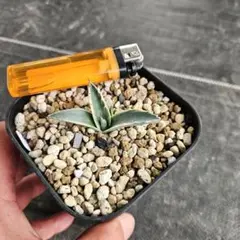 agave アガベ パラサナ錦 ファイヤーボールのサムネイル