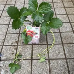 イチゴ苗 3つ　よつぼし
