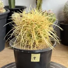 コテツ様 リクエスト 2点 まとめ商品