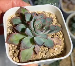 253 多肉植物 シャビアナペレグリナ 実生苗 抜き苗 - メルカリ