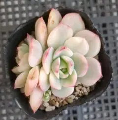 nonko様 リクエスト 2点 まとめ商品