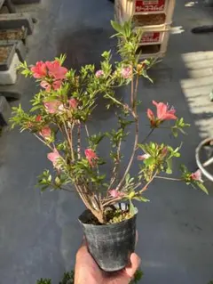 山野草（ボタン科） 紅花ヤマシャクヤク～火の鳥 2茎立 - メルカリ