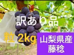 【訳あり品】藤稔 粒 2kg (粒のみの量)のサムネイル