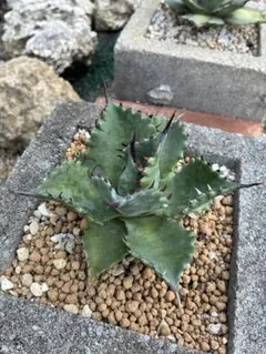 パラサナ×マルガリータ　ハイブリット 2025年最新】アガベ パラサナ ハイブリッドの人気アイテム