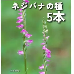 山野草 ネジバナ 1苗 撮影日：2026.3.14 - メルカリ