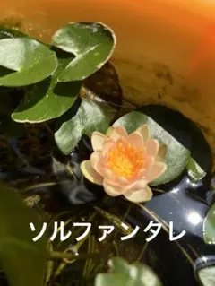 chickalaetta様 リクエスト 2点 まとめ商品