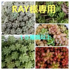 RAY様 リクエスト 2点 まとめ商品