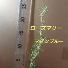 【4-Y】☆抜き苗発送　お料理等用途沢山ローズマリー苗マリンブルー苗
