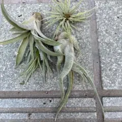 【4つセット】エアープランツのサムネイル