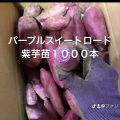 2026年最新】パープルスイートロードの人気アイテム - メルカリ