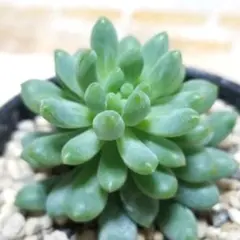 2025年最新】ヴィンセントカトー 多肉の人気アイテム - メルカリ