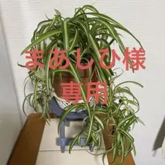 2026年最新】オリヅルラン ボニーの人気アイテム - メルカリ