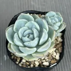 sippo☆様 リクエスト 3点 まとめ商品