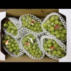香川 高級 シャインマスカット 約5kg 6-8房 大房 種なし 皮ごと ぶどう