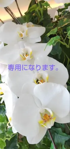 専用になります。