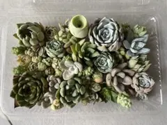 多肉植物 エケベリア セダム 詰め合わせ 寄せ植え用のサムネイル
