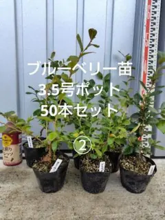 2026年最新】ブルーベリー レガシーの人気アイテム - メルカリ