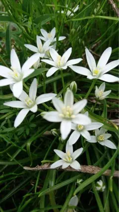 タマスダレ　白い花 球根のサムネイル