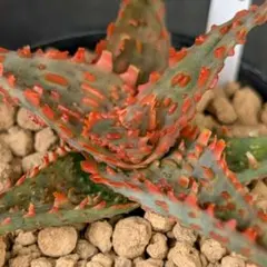 多肉植物 アロエ (コニフェラ×カスティロニアエ)×ワイリーコヨーテ