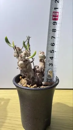 2026年最新】観葉植物 塊根植物・コーデックスの人気アイテム - メルカリ