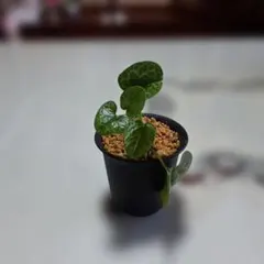 2026年最新】カンアオイ 植物の人気アイテム - メルカリ