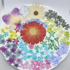 N292 ミニガ－ベラと染色小花押し花素材セット 多種類