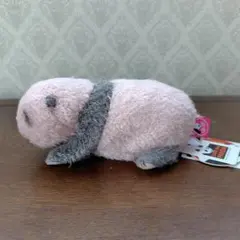 シャンシャン　生後10日目　パンダの仔　ぬいぐるみのサムネイル