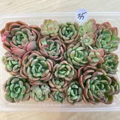 35 多肉植物　多肉弁当　詰め合わせ　寄せ植え　セット　カット苗　デントラチェム