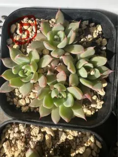 メイ様 リクエスト 2点 まとめ商品　速達　32.おらいさん　青鬼　赤鬼　札付き 2025年最新】赤鬼おらいさんの人気アイテム - メルカリ