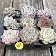 SALE❗️555多肉植物　エケベリア　抜き苗　寄せ植え　人気9種セット❣️
