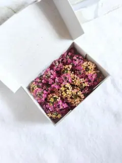 ドライフラワー アリッサム 花材 289