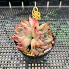 みゆ様 リクエスト 2点 まとめ商品