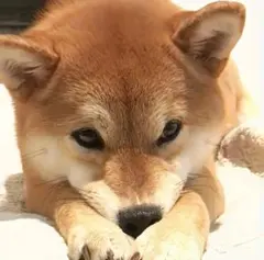 ダイヤモンドアート キット 可愛い柴犬（40×40）