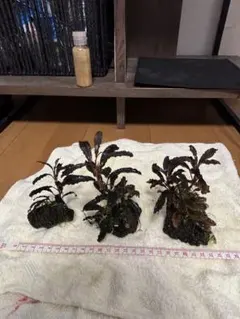 ブセファランドラ sp. クダガン 溶岩石活着（水中葉）　３個セットのサムネイル