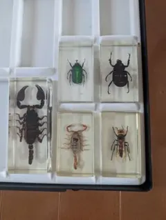 2025年最新】カナブン標本の人気アイテム - メルカリ