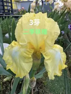 ジャーマンアイリス球根 スプラッターマターズ 3芽付き大球と小球