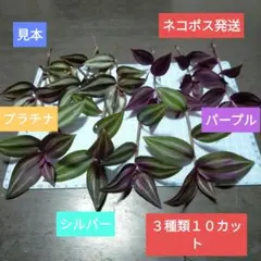 トラディスカンティア　３種類１０カット　ネコポス発送　トラディスカンチアのサムネイル
