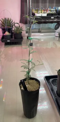 ボスウェリア ソコトラナ 実生② boswellia socotrana - メルカリ