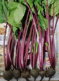 ビーツ 野菜　匿名 発送のサムネイル
