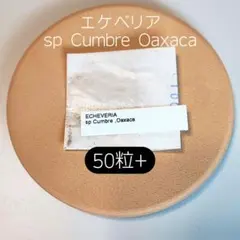 エケベリア sp トルーカ 50粒 原種 実生 ケーレス 種子 - メルカリ
