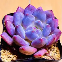 とも様 リクエスト 2点 まとめ商品