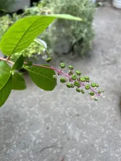 ヨウシュヤマゴボウ 苗木 鉢植え - メルカリ