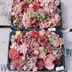 多肉植物 寄せ植えset×2♡E