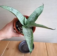 サンスベリア　シルバーハニーのサムネイル