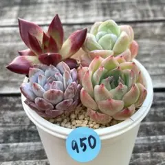 2026年最新】多肉植物エケベリア寄せ植えセット多肉弁当の人気アイテム